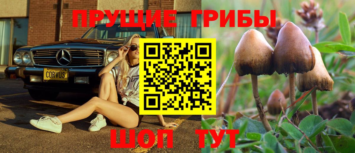 Галлюциногенные грибы Psilocybe  Вятские Поляны  Галлюциногенные грибы Magic Shrooms 